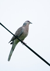 Spotted dove sitting on a rope isolated bird