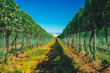 Fototapeta na wymiar vineyard grape vines