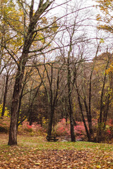 deep yellow and red woods in the fall 