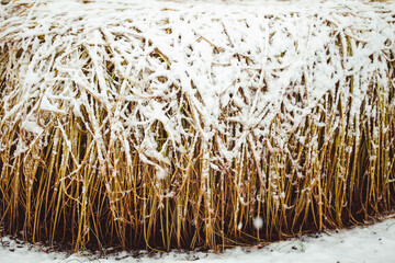 White snow covering straw yellow bush