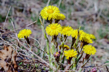 The yellow flowers are large. Tussilago. Mother and stepmother flowers.
