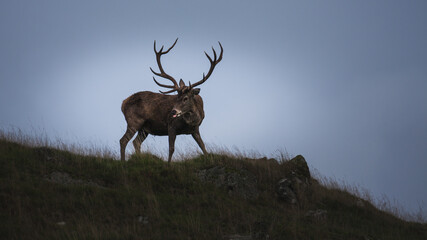 A deer with a sticking tongue out during the autumn rut. - obrazy, fototapety, plakaty