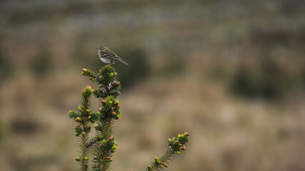 A lone bird perched on top of a young spruce tree.