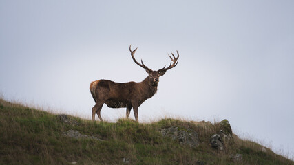 A lone male deer standing on a hill.