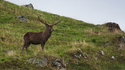 A male deer waiting for a rival during the rut. © Jaroslaw