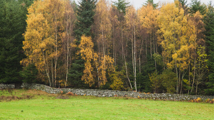 Colorful leaves on autumn birches. © Jaroslaw