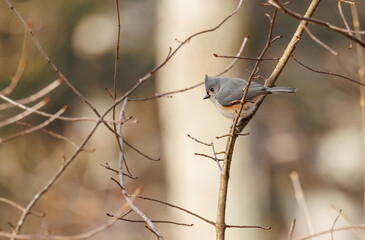 Tufted titmouse gray on tree branch