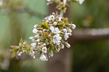 Blooming flower buds on cherry branches. The first flowers on fruit trees. Spring in the garden.