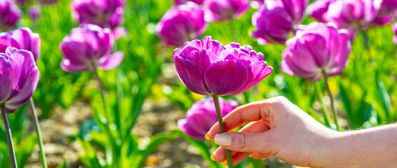 Spring banner. Tulips field. Tulip in woman hands. Tulip flowers in spring blooming blossom scene.