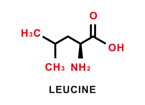 Leucine chemical formula. Leucine chemical molecular structure. Vector illustration