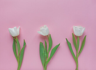 Greeting card. Three white delicate spring tulips on a pink background. 