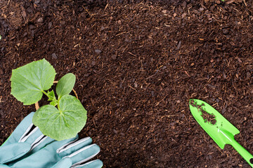 Woman planting young seedlings of lettuce salad in the vegetable garden