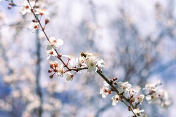 Sakura branch with delicate white flowers in spring. Blooming garden