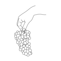 Handdrawn vector illustration with hand holding juicy bunch of grapes. Outline design of grape hanging for wine agriculture labels art. Sweet berries sketch vintage graphic, symbol of vineyard harvest