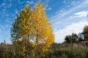 Fototapeta premium autumn landscape with trees