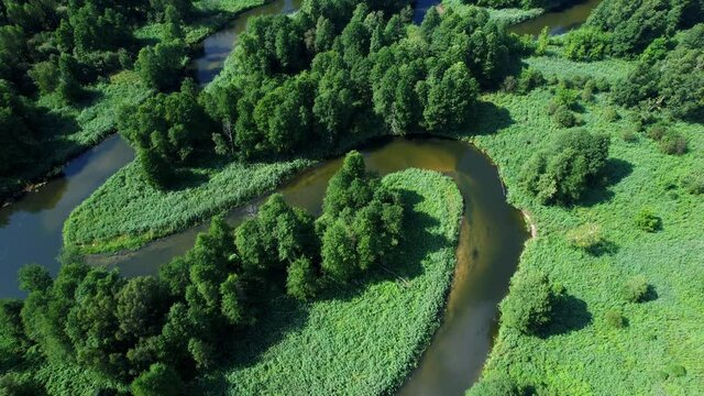 Slow drone flight low over the green field and narrow curved river in a sunny day. 