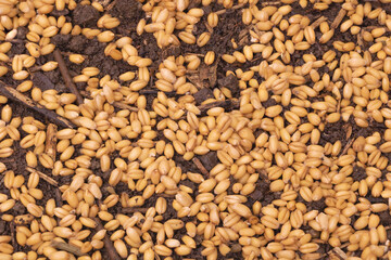 Wheat seeds planted above the substrate - Concept for growing wheat from seed