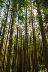 Obraz na płótnie Canvas Vertical shot of a tall birch trees against sunlight in the mountains of zakopane, Poland, Europe