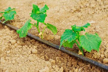 Cucumber grows in fertile soil and water the plant with drip irrigation.