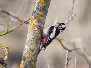 WOODPECKER O PICO PICAPINOS EN ARBOL 
