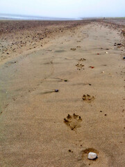 Alaskan wolf tracks in the sand