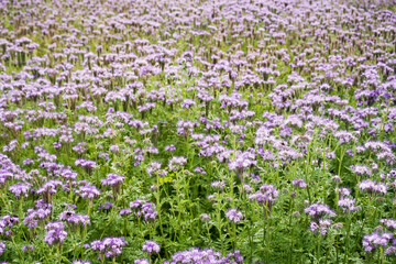 Obraz premium Field of purple phacelia flowers on a summer sunny day, soft selective focus. Flowers honey plants, agriculture