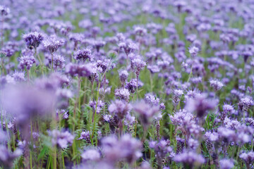 Field of purple phacelia flowers on a summer sunny day, soft selective focus. Flowers honey plants, agriculture