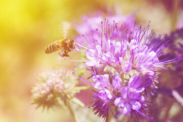 Bee collects nectar, pollinates purple phacelia flowers, close-up, soft selective focus.