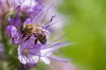 Bee collects nectar, pollinates purple phacelia flowers, close-up, soft selective focus.