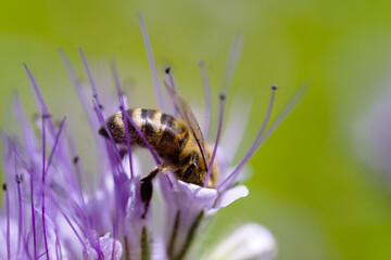 Bee collects nectar, pollinates purple phacelia flowers, close-up, soft selective focus.