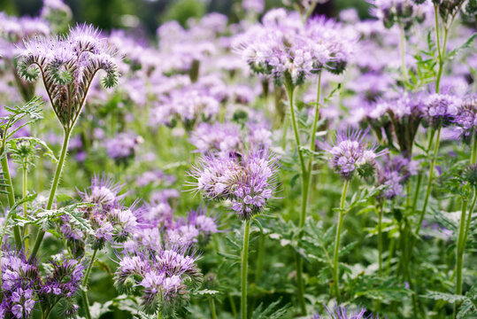 Field of purple phacelia flowers on a summer sunny day, soft selective focus. Flowers honey plants, agriculture