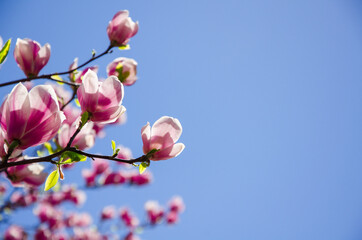 Spring background pink flowers of magnolia on blue sky background
