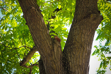 Squirrel on a tree