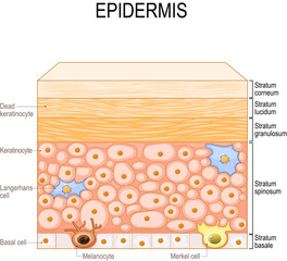 layers of epidermis. epithelial cells of the skin - obrazy, fototapety, plakaty