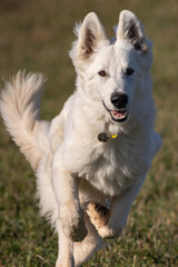 PERRO PASTOR SUIZO BLANCO CORRIENDO