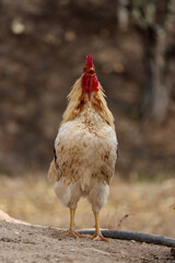 Gallo cantando