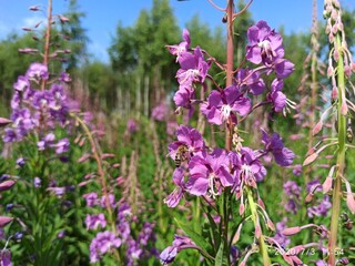Obraz premium flowers in the field (Chamaenerion)