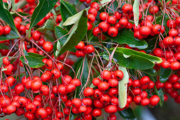 Pyracantha wood and Red Berries