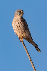 CERNICALO VULGAR FALCO TINNUNCULUS