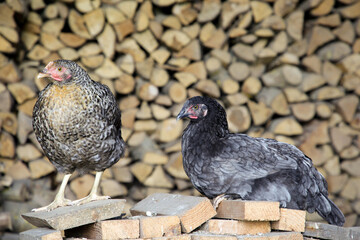 free range chicken