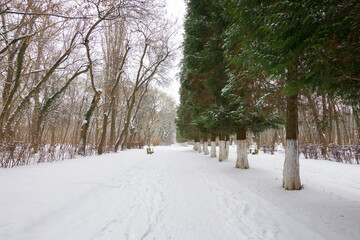 city park on a cloudy winter day. row of coniferous trees along the pathway