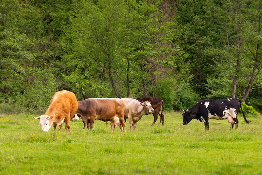 cow cattle on the pasture. rural landscape in spring. nature scenery with grassy meadow near the forest. concept of sustainability in agriculture