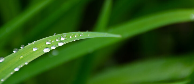 dew drops on the grass. green environment closeup background. wet plants outdoor. morning fresh spring background