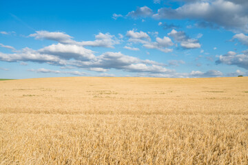 Wheat field landscape under blue sky