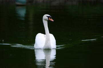 Cygne de face sur l'eau