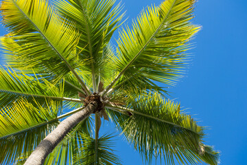 Fototapeta premium Cocos nucifera leaves on a background of blue sky close up