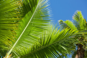 Fototapeta premium Cocos nucifera leaves on a background of blue sky close up
