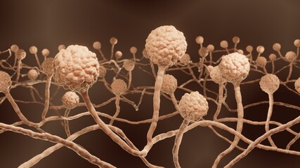 Mucor mold, Bread mold fungi, Mucor indicus can cause zygomycosis  © Artur