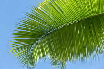 Fototapeta premium Cocos nucifera leaves on a background of blue sky close up