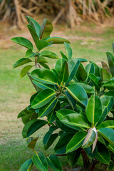 Ficus elastica growing in the garden close up
